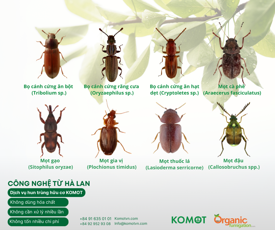 các loại bọ mọt - hun trùng hữu cơ - bảo quản hữu cơ - organic fumigation