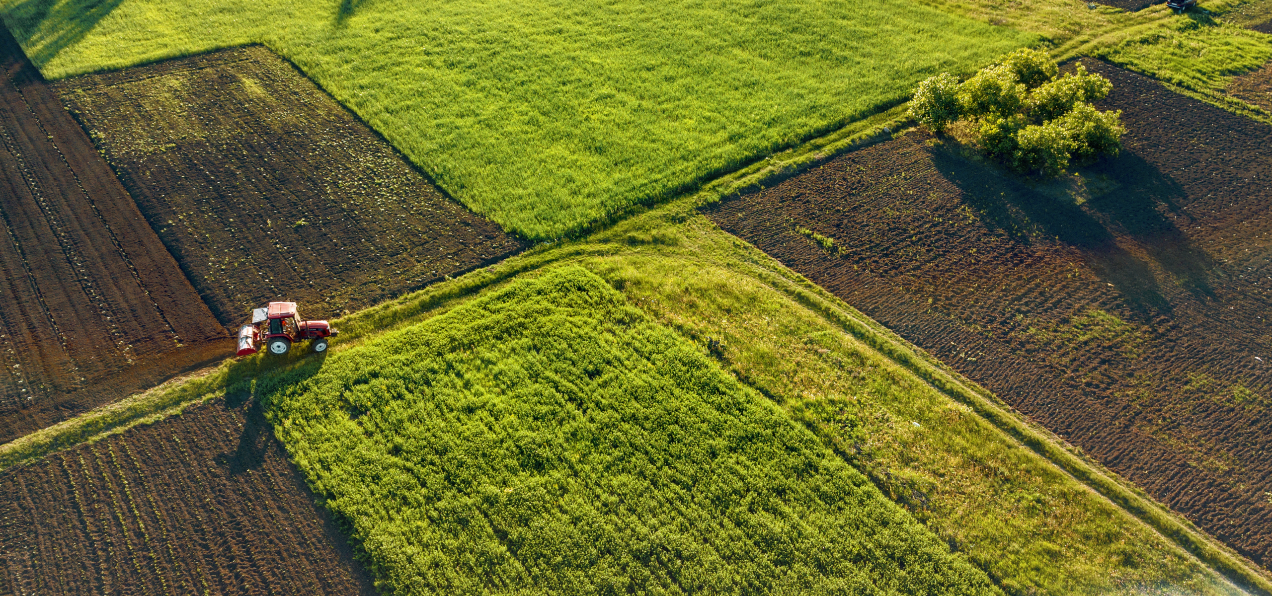 hun trùng hữu cơ - bảo quản hữu cơ - organic fumigation 10