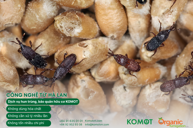mọt trong xuất khẩu - hun trùng hữu cơ - bảo quản hữu cơ - organic fumigation