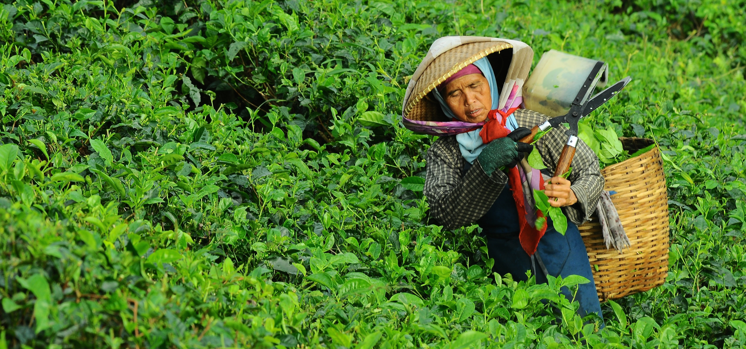 hun trùng hữu cơ - bảo quản hữu cơ - organic fumigation 17