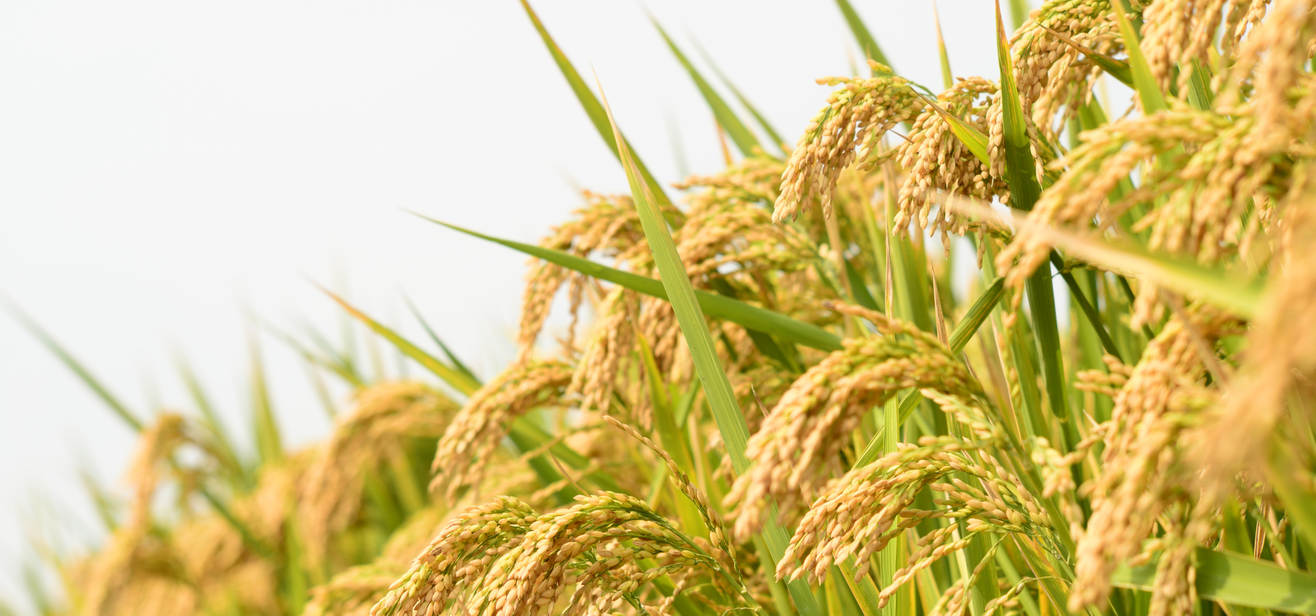 hun trùng hữu cơ - bảo quản hữu cơ - organic fumigation 2