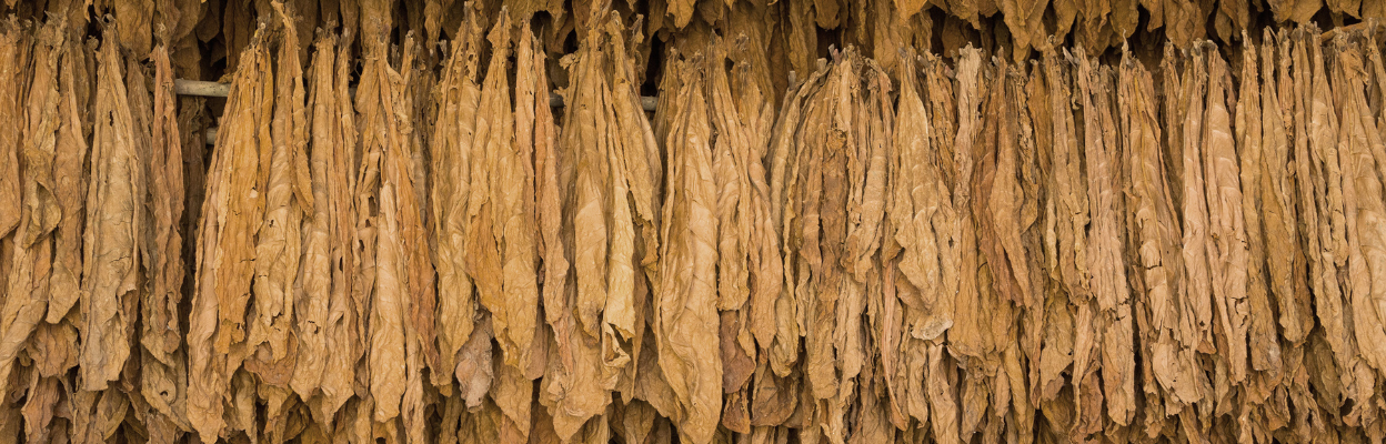 hun trùng hữu cơ - bảo quản hữu cơ - organic fumigation 37