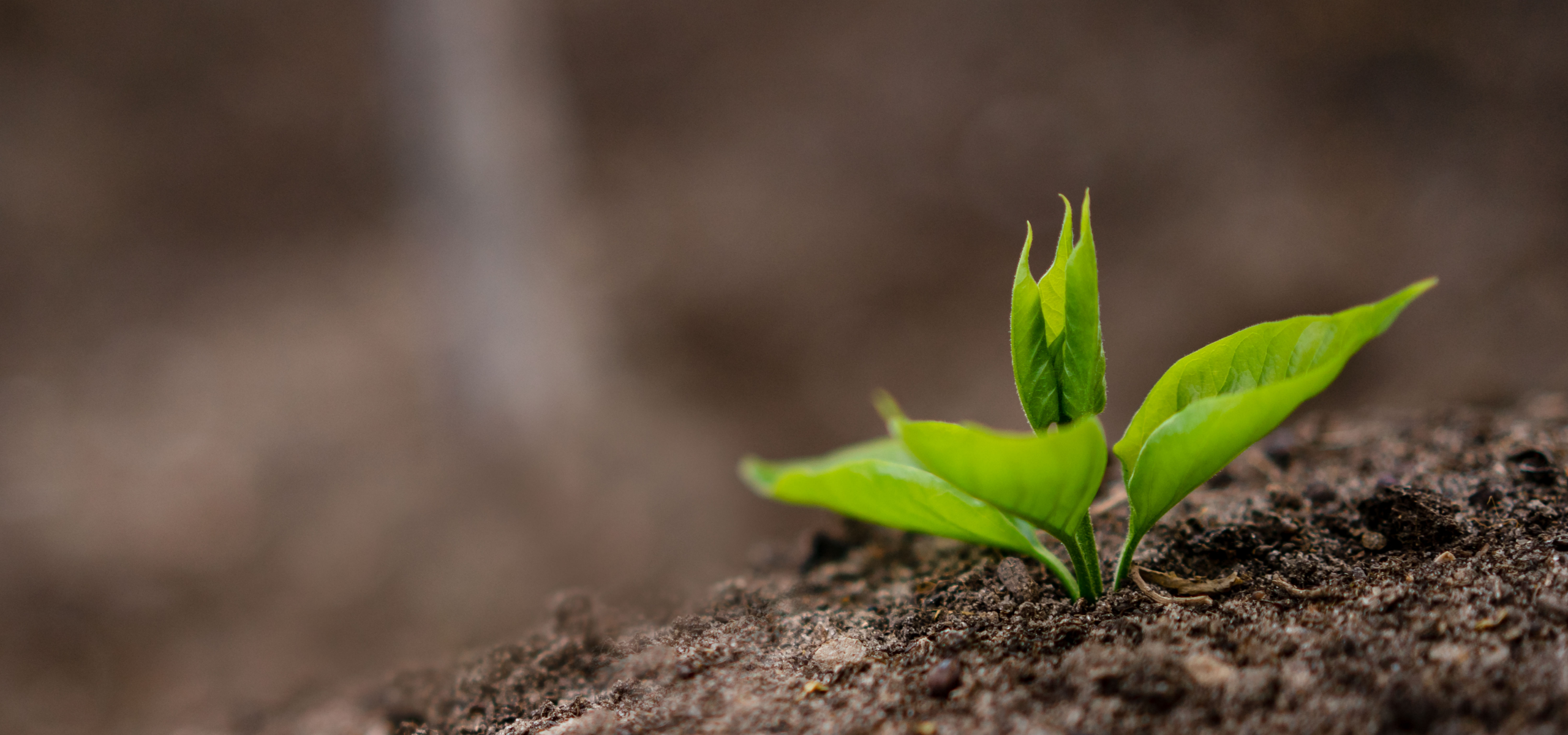 hun trùng hữu cơ - bảo quản hữu cơ - organic fumigation 4
