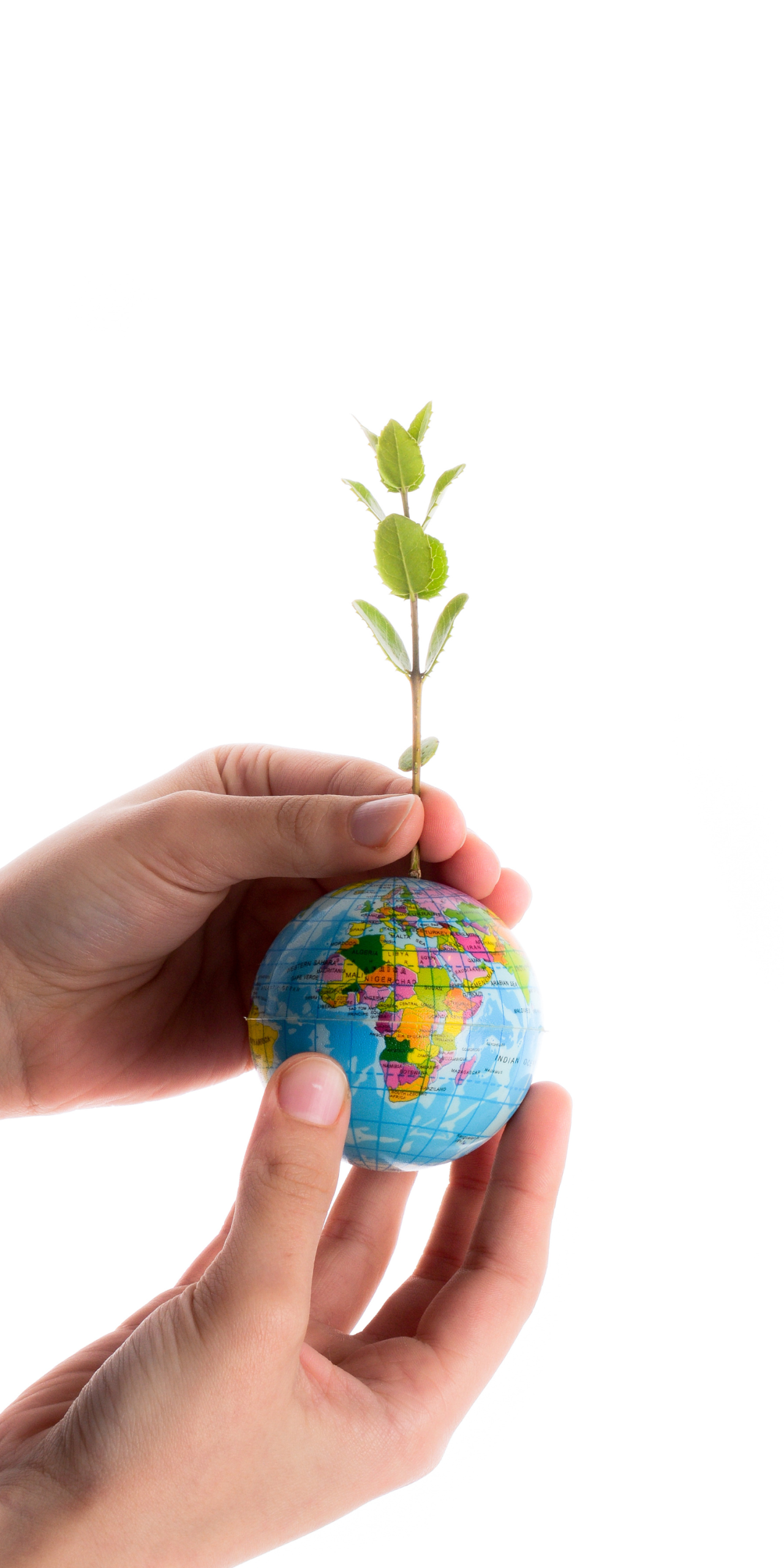 hun trùng hữu cơ - bảo quản hữu cơ - organic fumigation 42