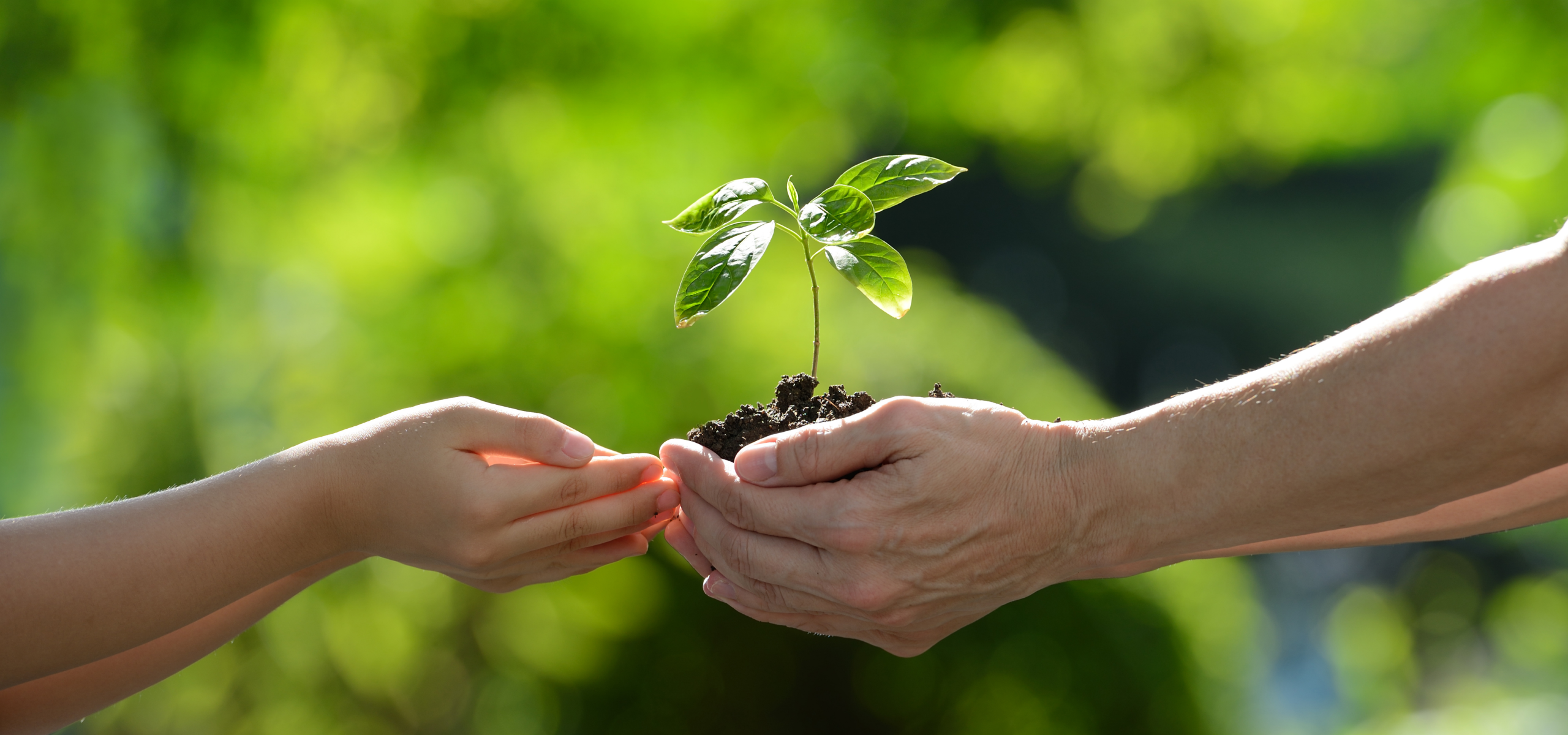 hun trùng hữu cơ - bảo quản hữu cơ - organic fumigation 7