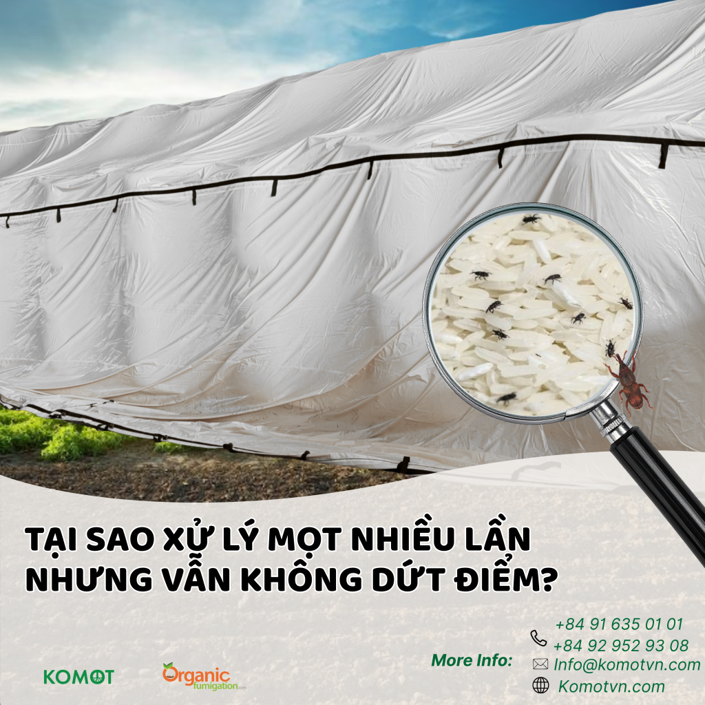 Tìm hiểu vì sao mọt tái phát dù đã xử lý nhiều lần, nguyên nhân nằm ở trứng mọt và phương pháp xử lý chưa triệt để