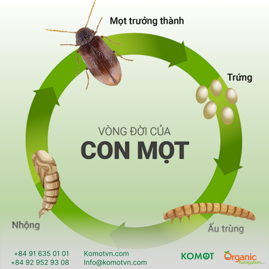 Vòng đời trưởng thành của con mọt
